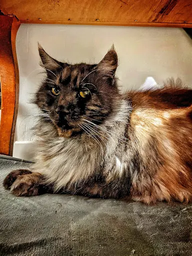 Pension Cat S Eyes