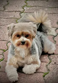 Guth-dog