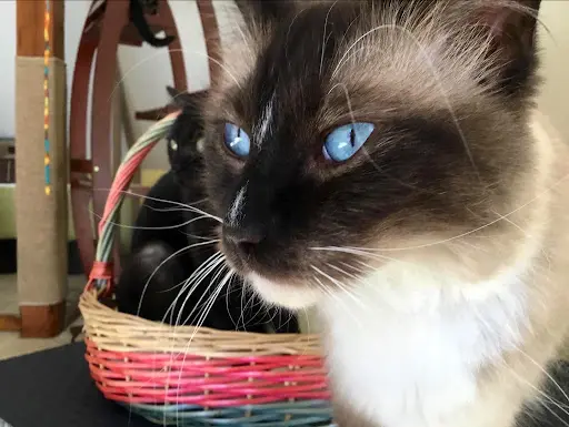 Le Temple des Chats