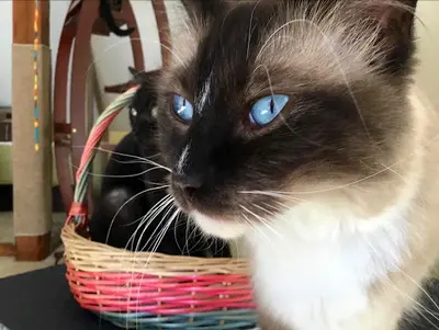 Le Temple des Chats