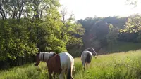 Crinière au Vent