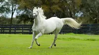 Cheval en Bélinois