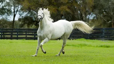 Cheval en Bélinois
