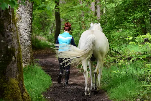 Pension Pour Chevaux À Luneville