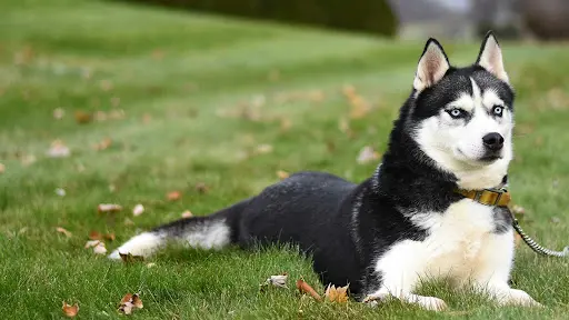 Husky Family