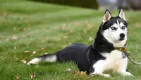 Husky Family