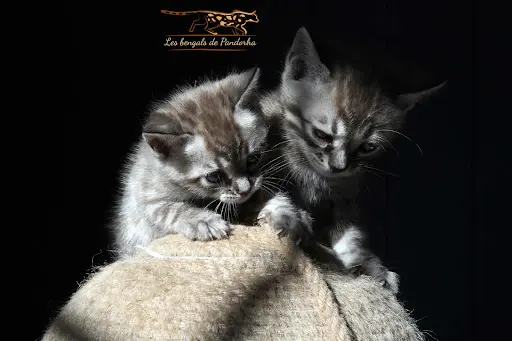 Les Bengals de Pandorha