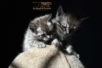 Les Bengals de Pandorha