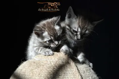 Les Bengals de Pandorha