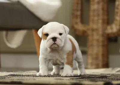 Des Eclats de Cassiopée Éleveur Bouledogue Français - Bulldog Anglais