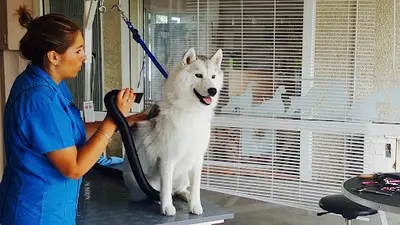 O Bulles Canines