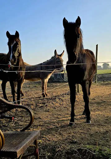 Les Belles Verdures | Gardiennage de Chevaux, Pensions Chevaux, Balades À Poney, Débourrage Chevaux, Écuries
