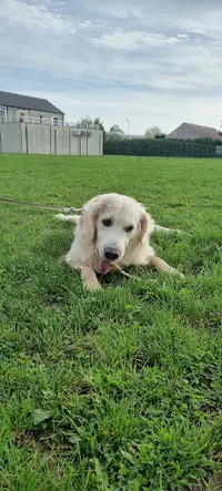 Cynodyssée - Education et Pension Canine - Sud Seine-et-marne