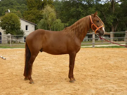 Écurie de la Sanade
