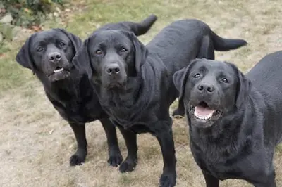 Elevage Erin Shores Labradors
