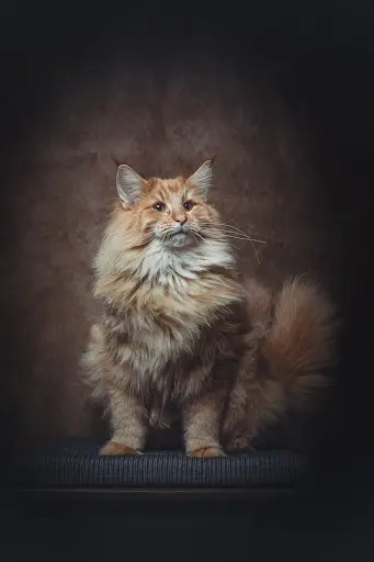 Chatterie du Royaume de Rhéa