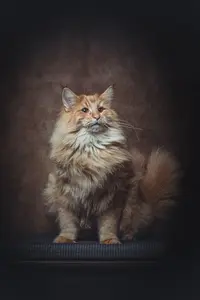 Chatterie du Royaume de Rhéa