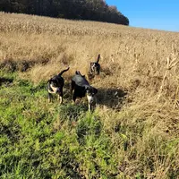 Elevage Bouvier Entlebuch du Mystère des Bastides