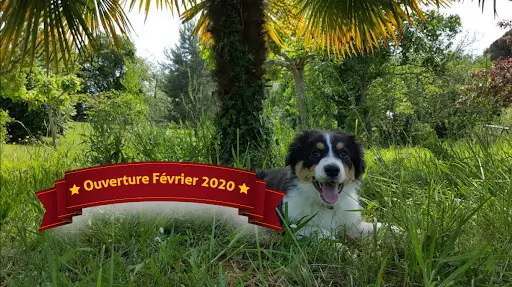 Apcf - Chez Alex - Pension Canine