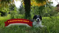 Apcf - Chez Alex - Pension Canine