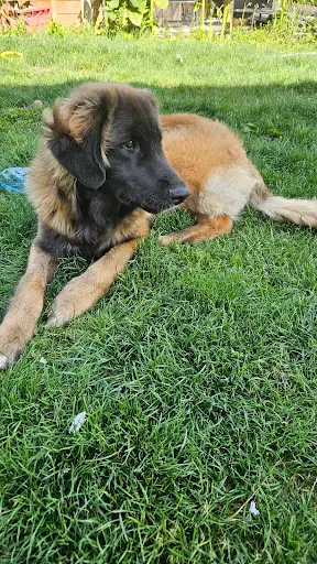 J.d.f Education Canine