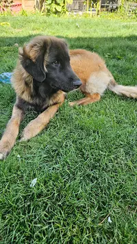 J.d.f Education Canine
