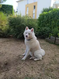 l'École des Woofs