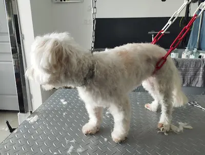 Canin Périal Toilettage