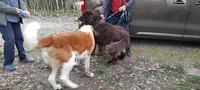 Val-educ-canin
