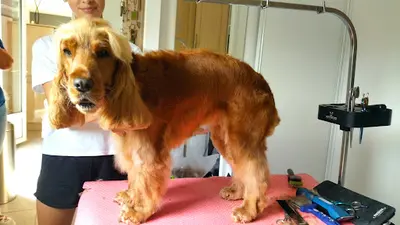 Annabelle Toilettage Massage en Local À Mont Saint Jean Ou À Domicile Pour Chiens Chats 53 61 72
