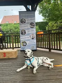 Eduk Ton Chien - Arras