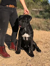 Cane Corso du Mas des Origines