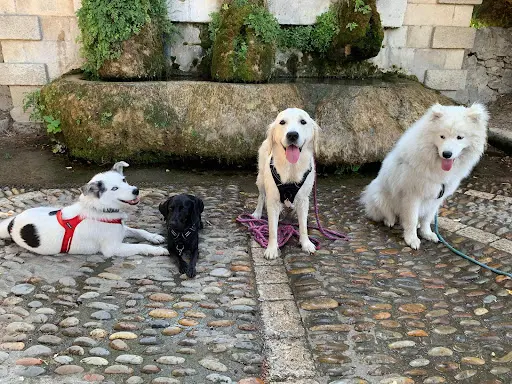 Les P Tites Pattes Éducation Canine