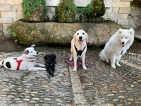 Les P Tites Pattes Éducation Canine