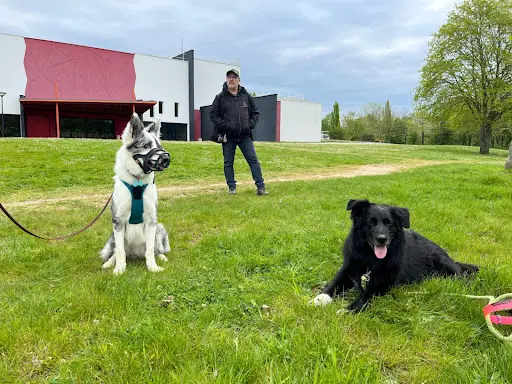 Mickael Bourigault Éducation Canine