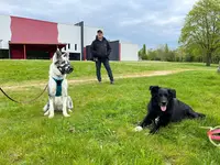 Mickael Bourigault Éducation Canine