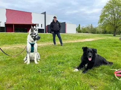 Mickael Bourigault Éducation Canine