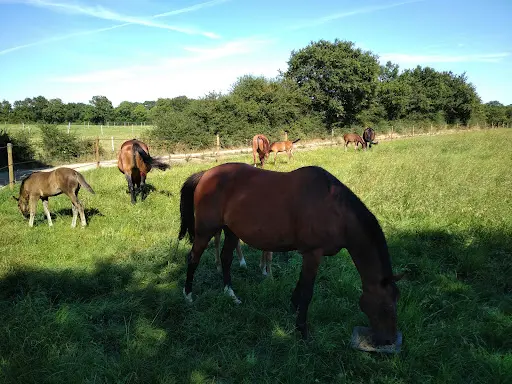 Regain: Pension et Élevage de Chevaux
