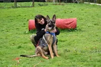 Athena Médiation Canine