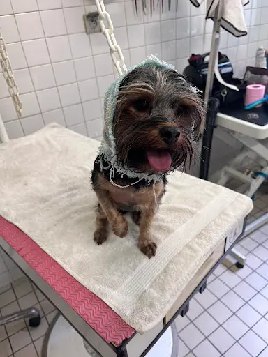 Folie Canine