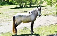 Les Ecuries de Malou