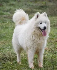 Elevage & Pension Canine la Belle Etoile