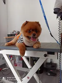 Abracada-dog S