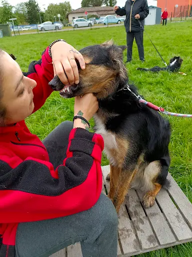 Centre d'Education Canine de Montauban 82 Association