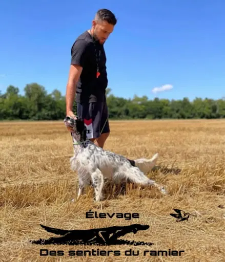 Élevage Setter Anglais des Sentiers du Ramier Chien de Chasse Montauban