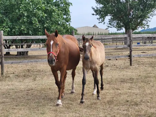 Haras de Monlau