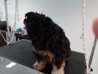 Le Toiletteur