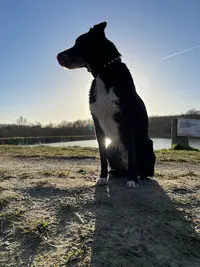 Maître Doggy - Educateur Canin - Comportementaliste Canin - Dresseur Pour Chien À Domicile Dans le 82