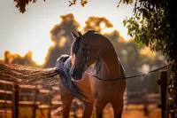 Siard Arabians