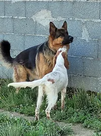 Pension Canine des Sentiers de la Douyne